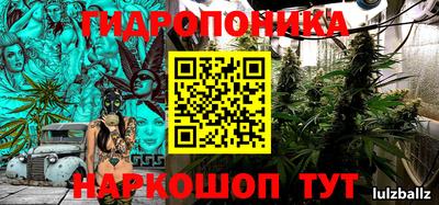 гашик Кингисепп